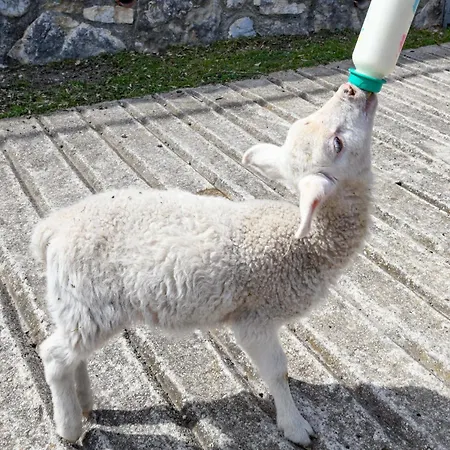 公寓 Penthouse-wohnung By Interhome 提尼亚类